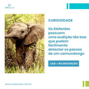 00 ELEFANTE copiar